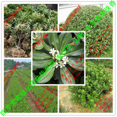 福建海桐苗木种子价格与优质供应商推荐