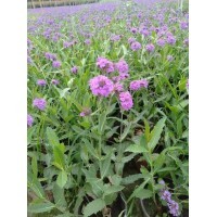 桑托斯马鞭草种子与园林产品报价指南