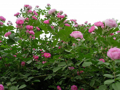 蔷薇种子的批发选购指南