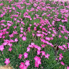 欧石竹种子、小苗与基地销售 青州市茗茜花卉苗木专业合作社的专业服务